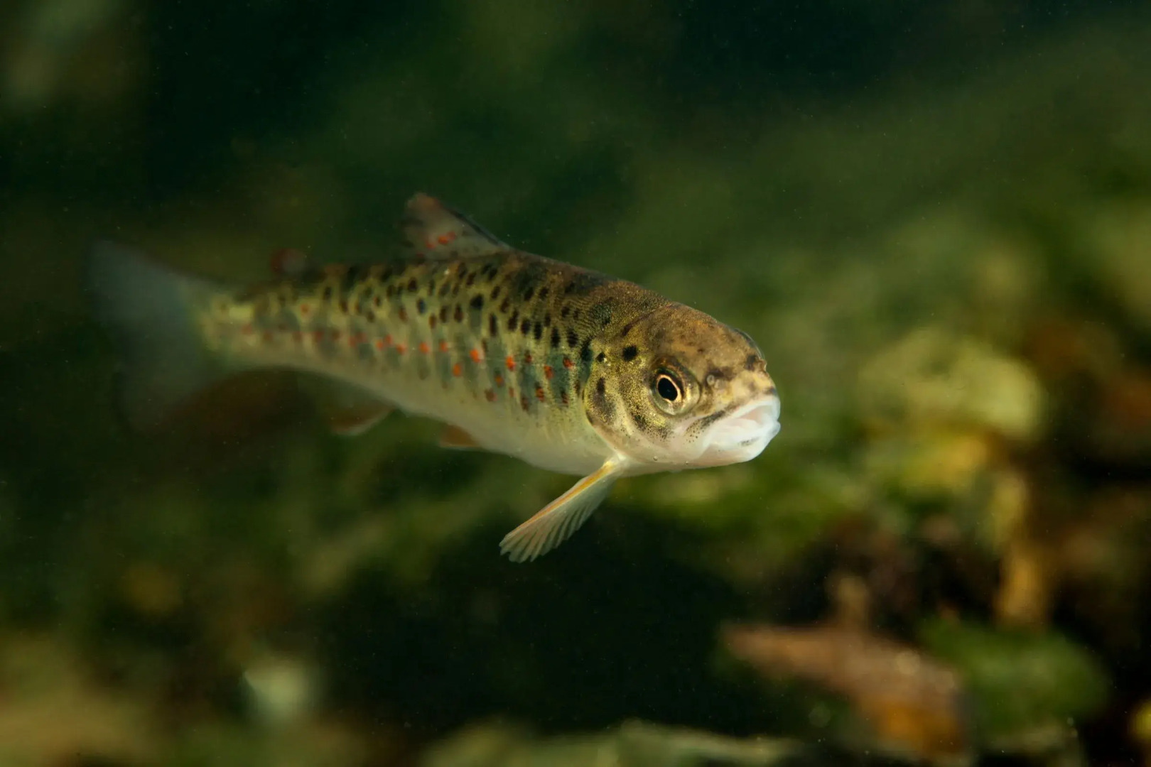 Rural Homestead Trenkovo