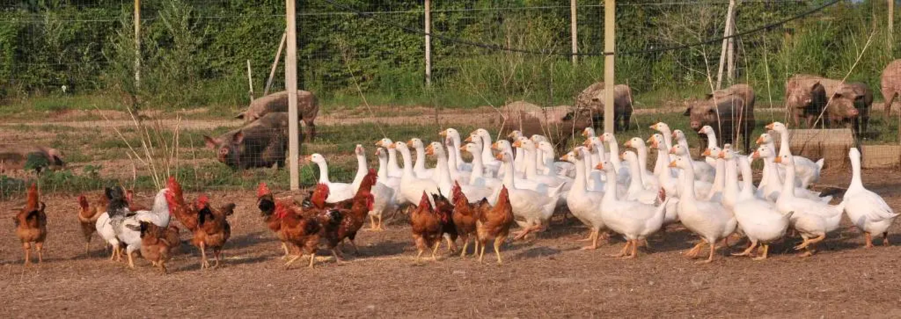 Agriturismo Le oche selvatiche