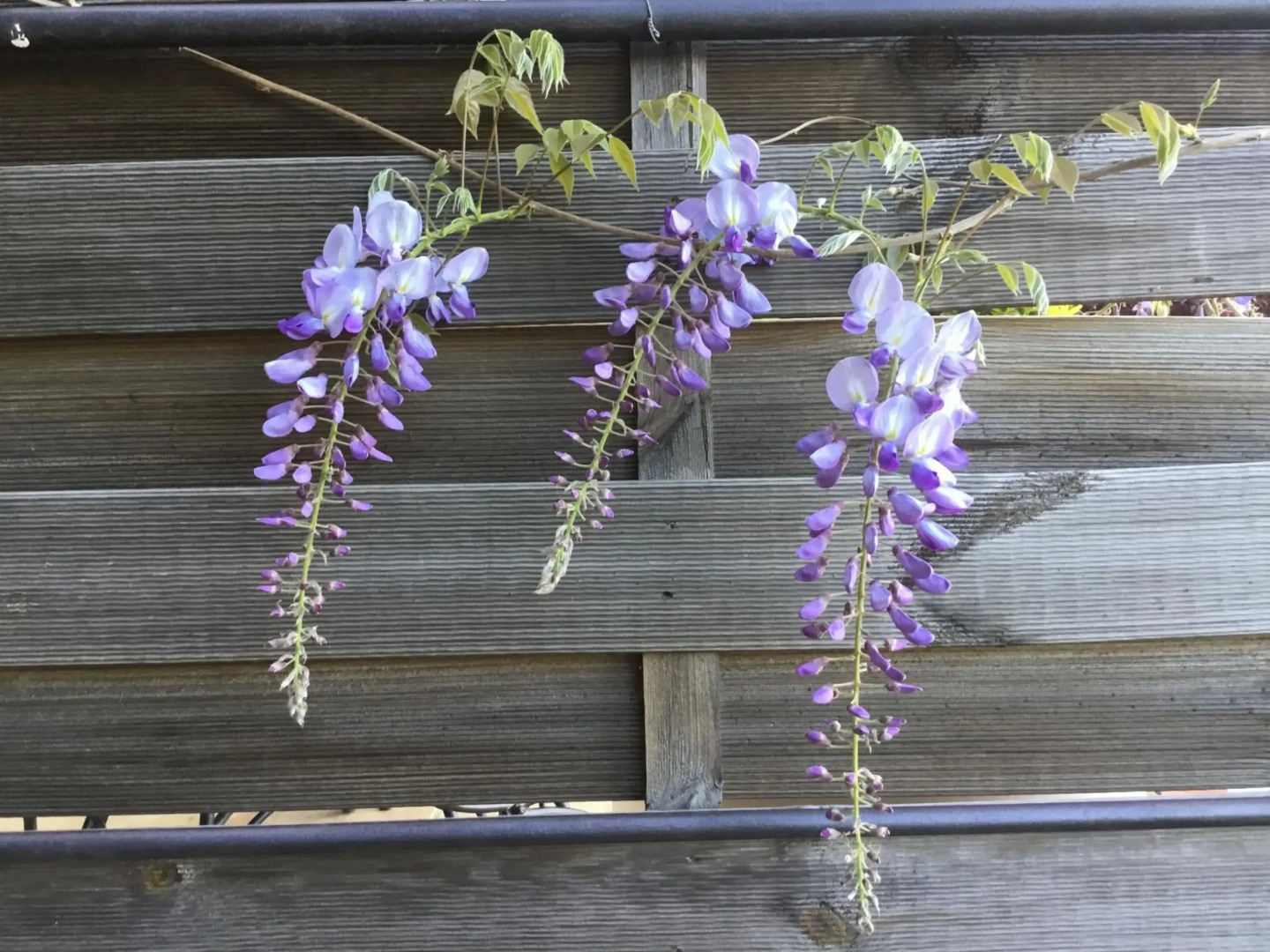 Skylark Bed & Breakfast