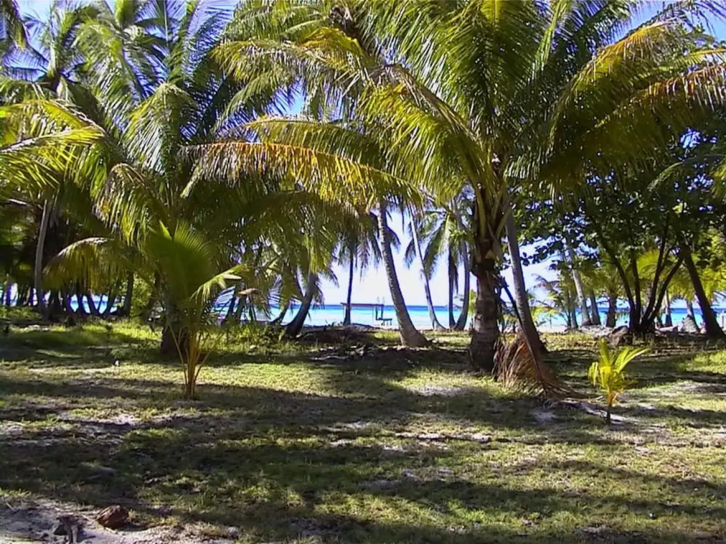 Teanuanua Beach Pearls