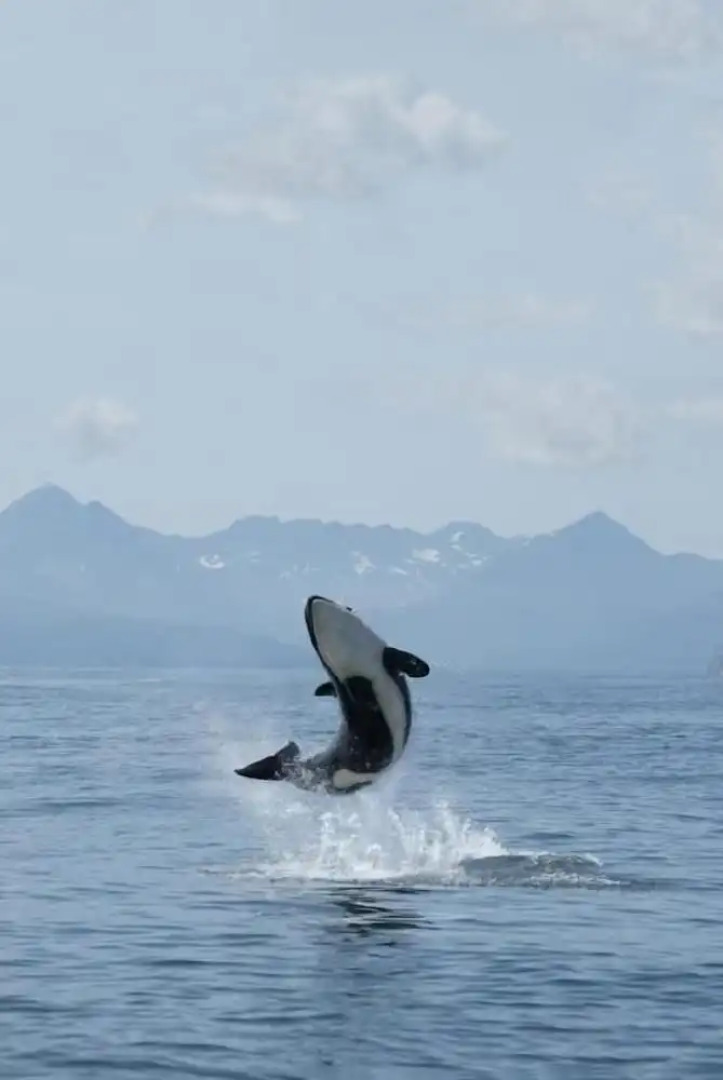Salty Towers Oceanfront Cottages
