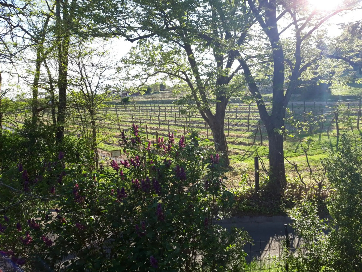 Pilikán Apartments - Park - Vineyard & Sheep farm