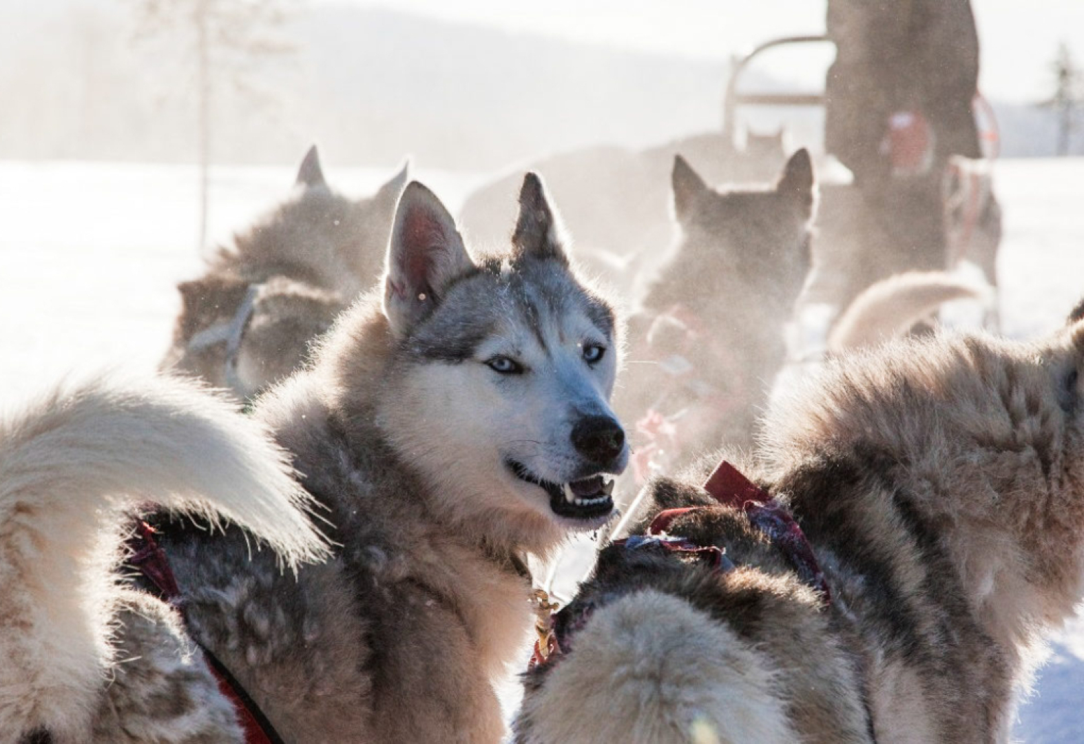 Russian Seasons Vyatskoye Village 4*