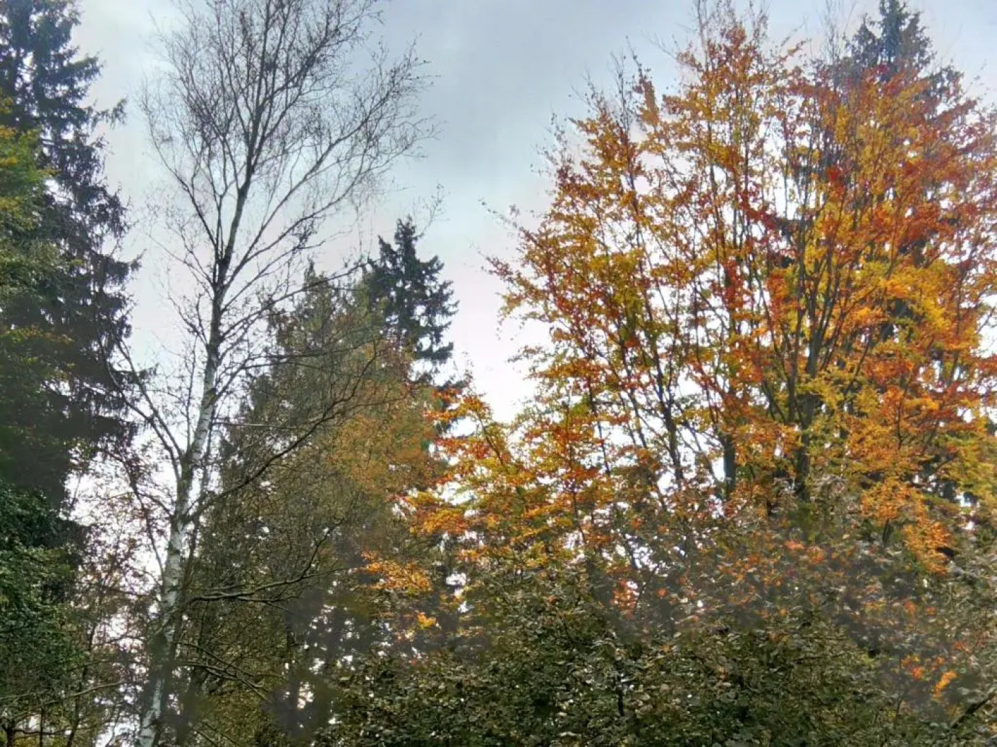 Reiterhof & Pension Lienemann