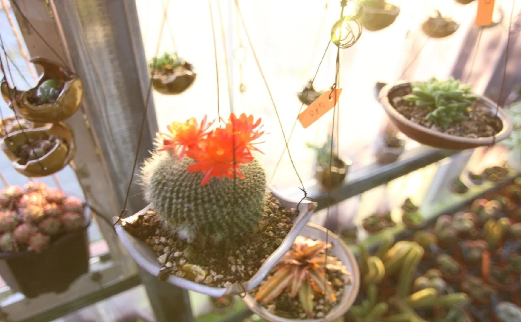 Seeking - Alishan Sunrise