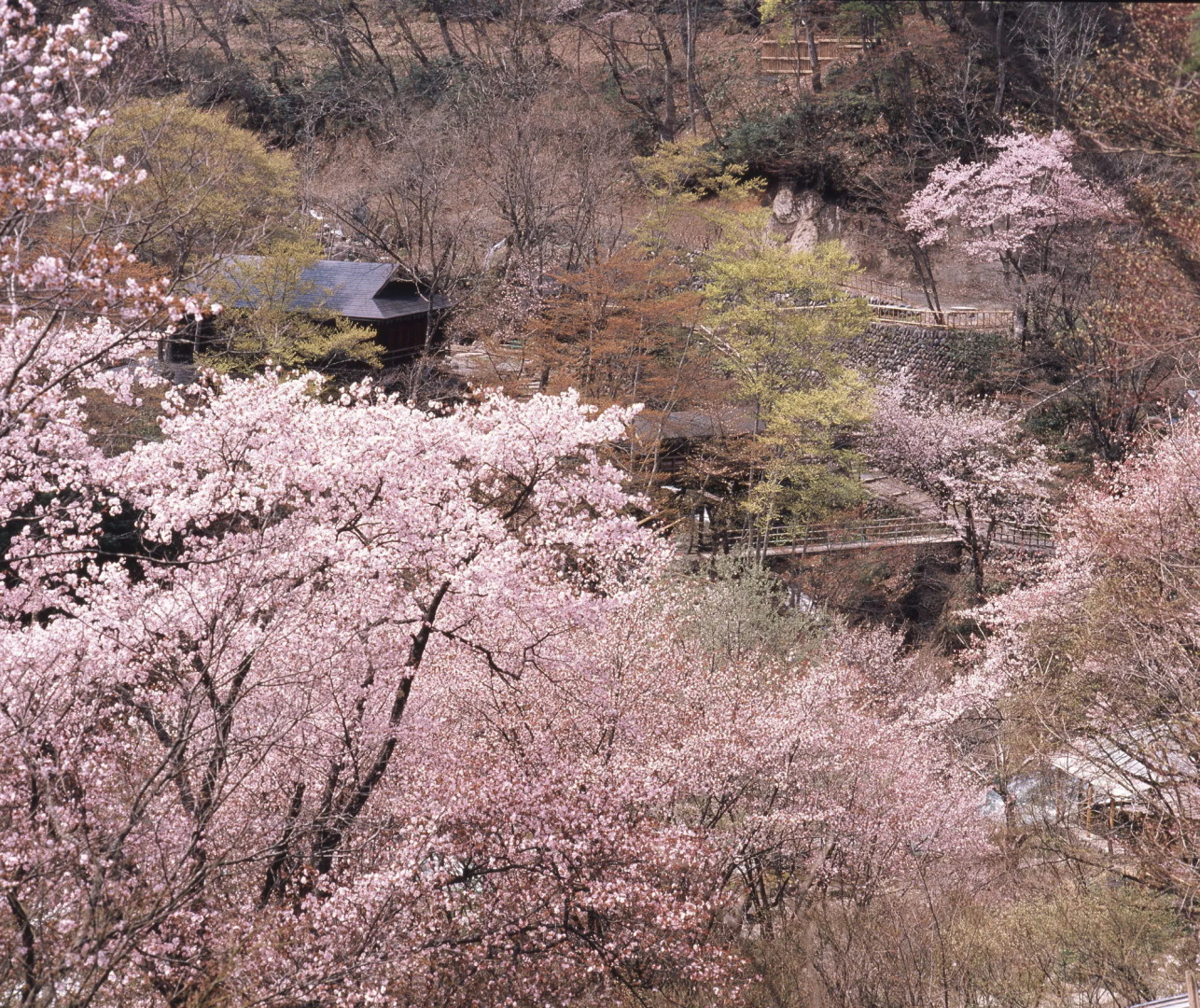Отель Takaragawa Onsen Osenkaku