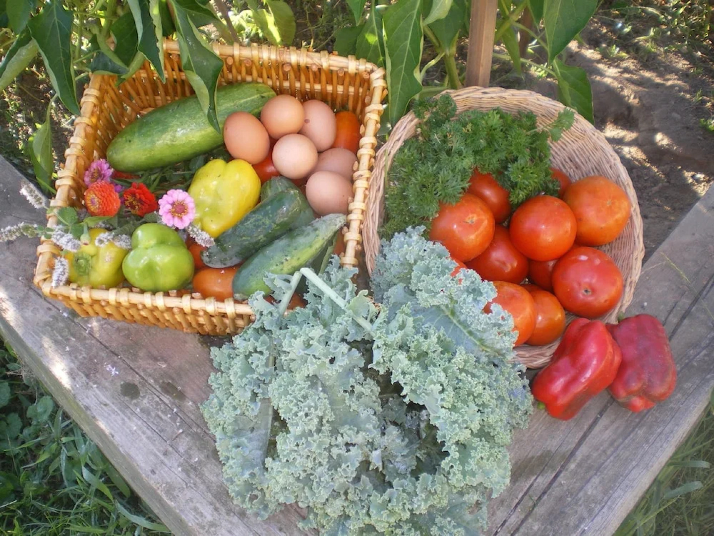 Red Cardinal Bed and Breakfast