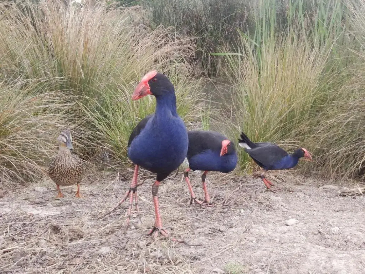 The Sunny Side Up B&B