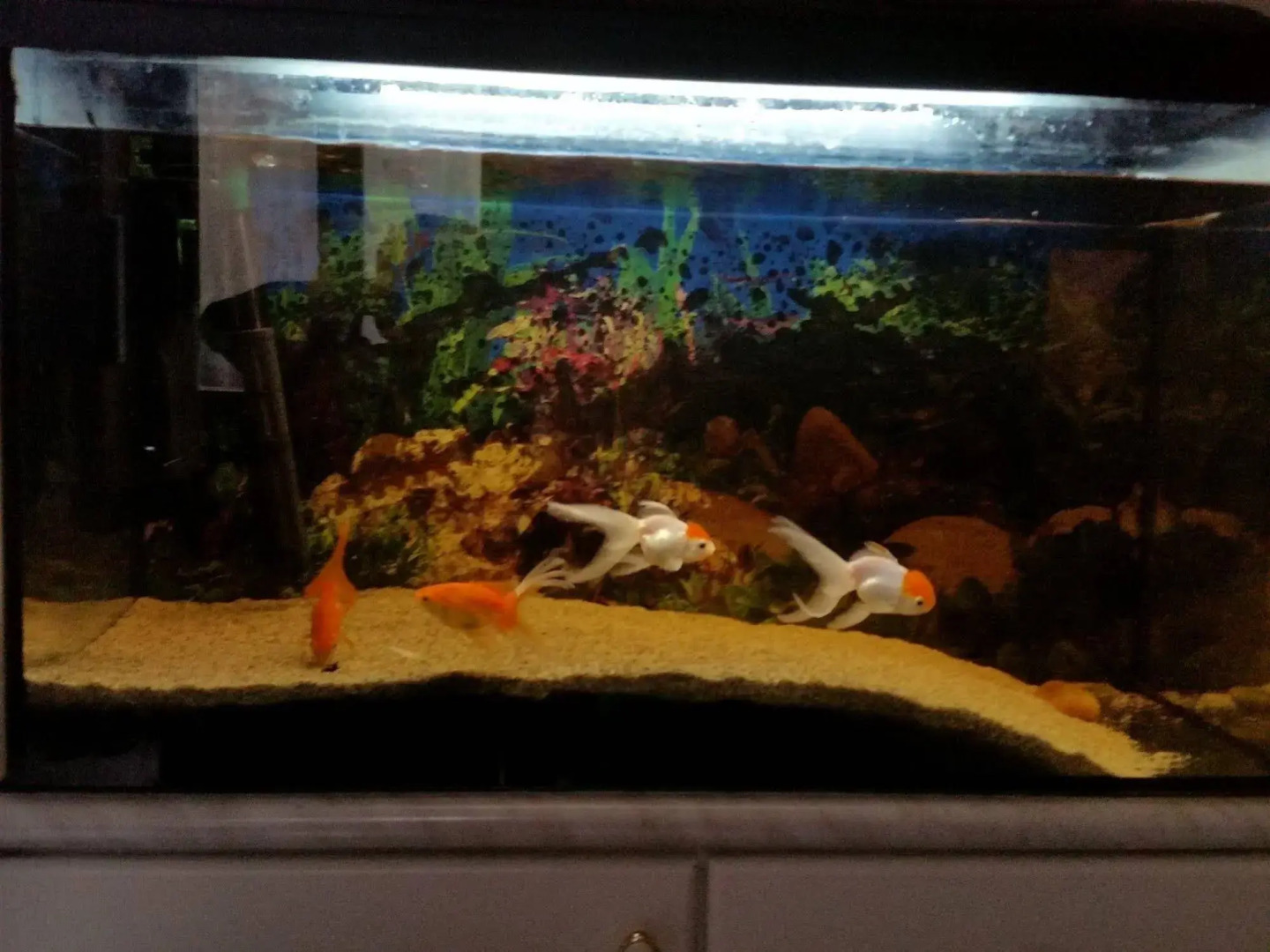 RingAvenue Apartments