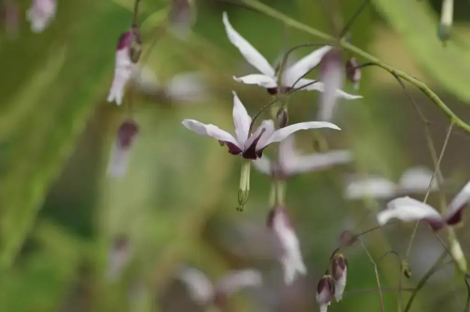 Pipowagen Overnachting Het Houten Huis