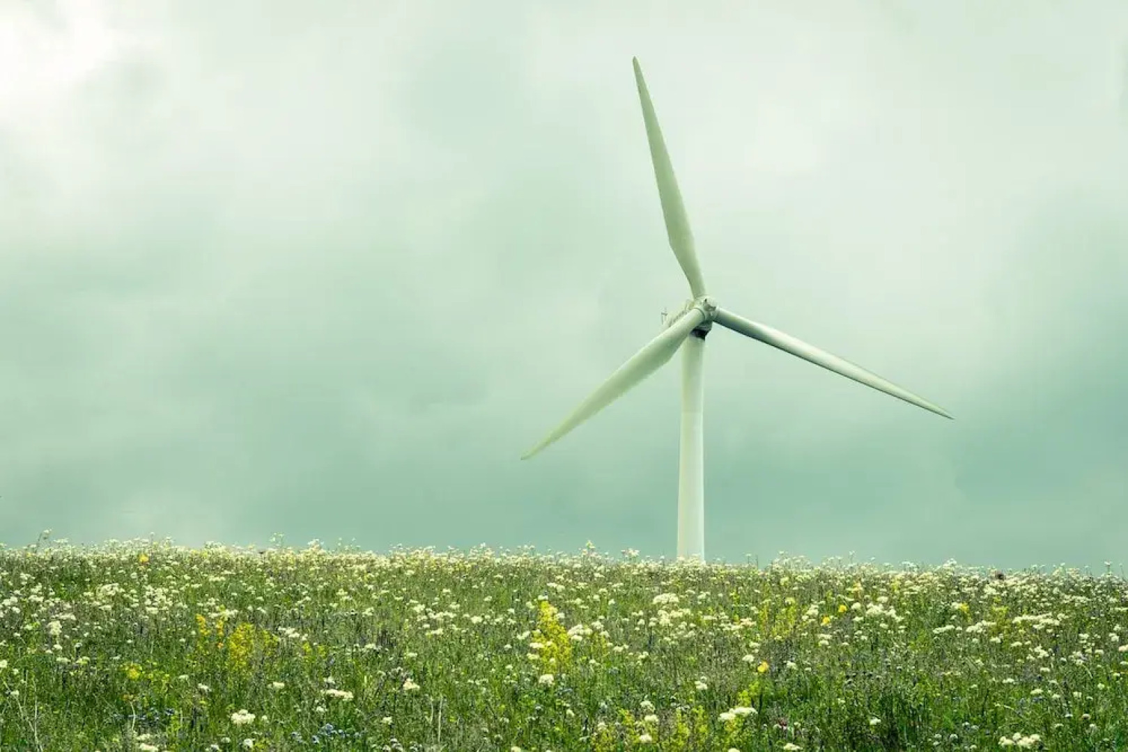 Xilingol Auspicious Horses