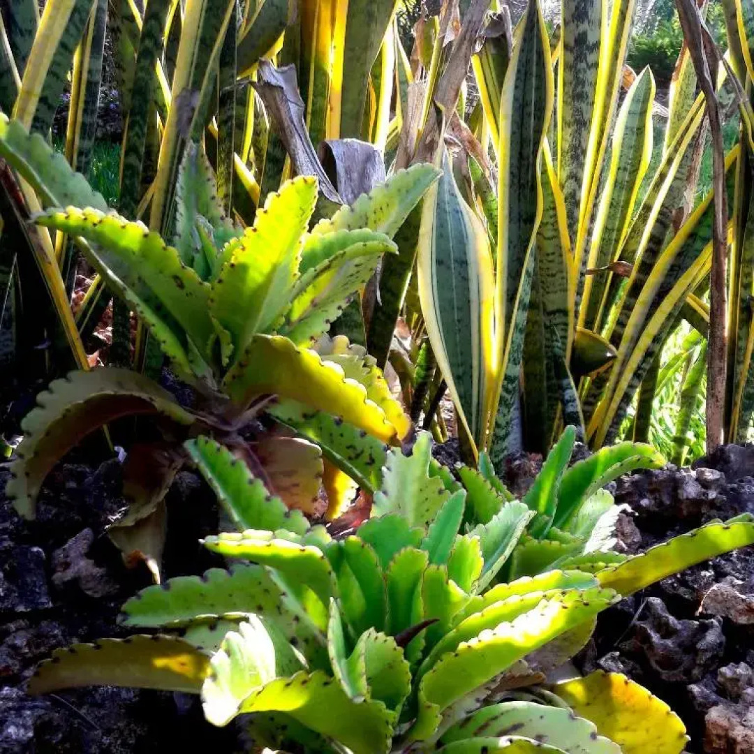 Tiwani Sunset, a Little Piece of Eden