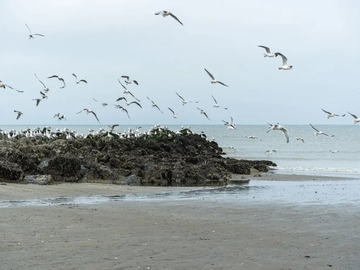 Charming Villa with Sauna in Westende