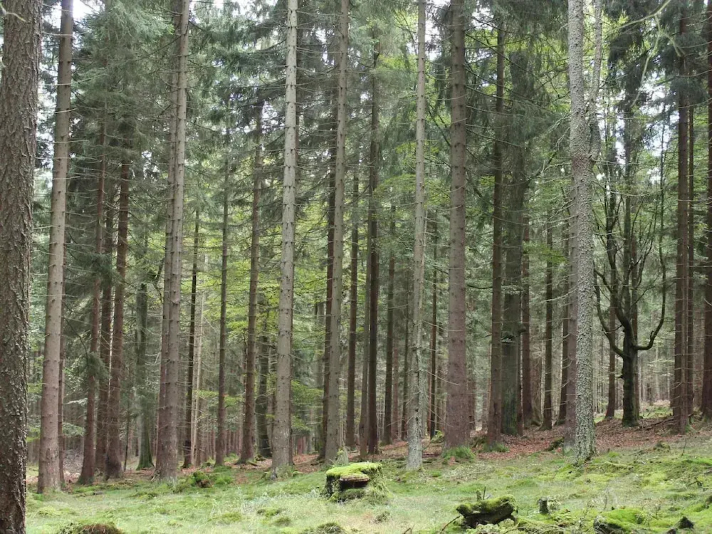 Holiday House Near Forest in Obora