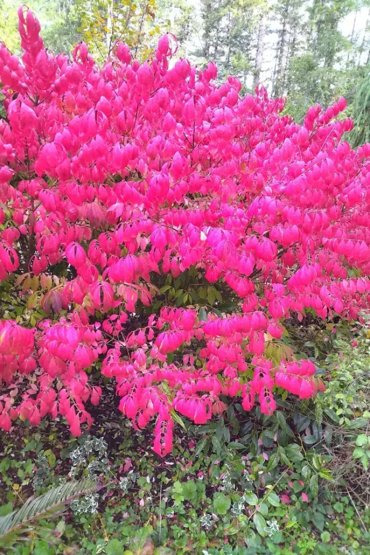 The Cabin at Moon Dance