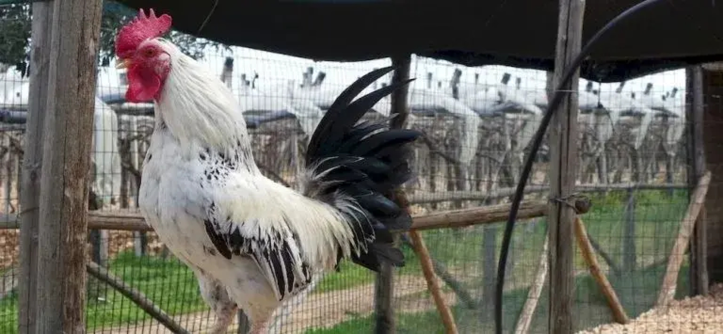 Masseria Agrituristica Lama S.Giorgio