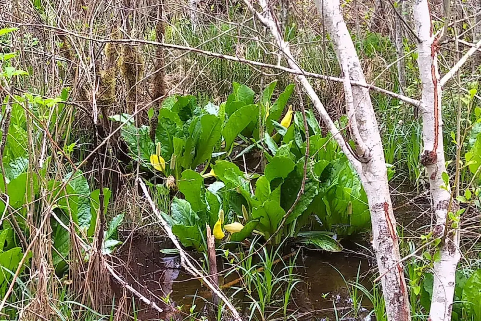 The Cabin at Moon Dance