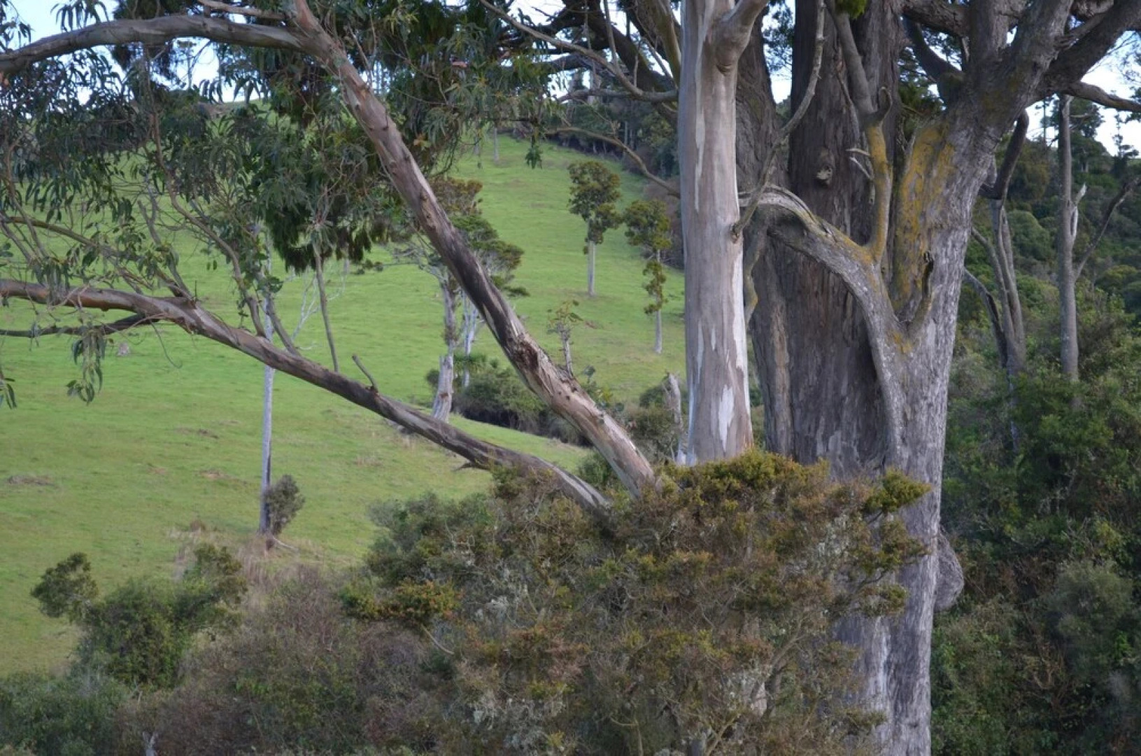 The Cloan At The Catlins