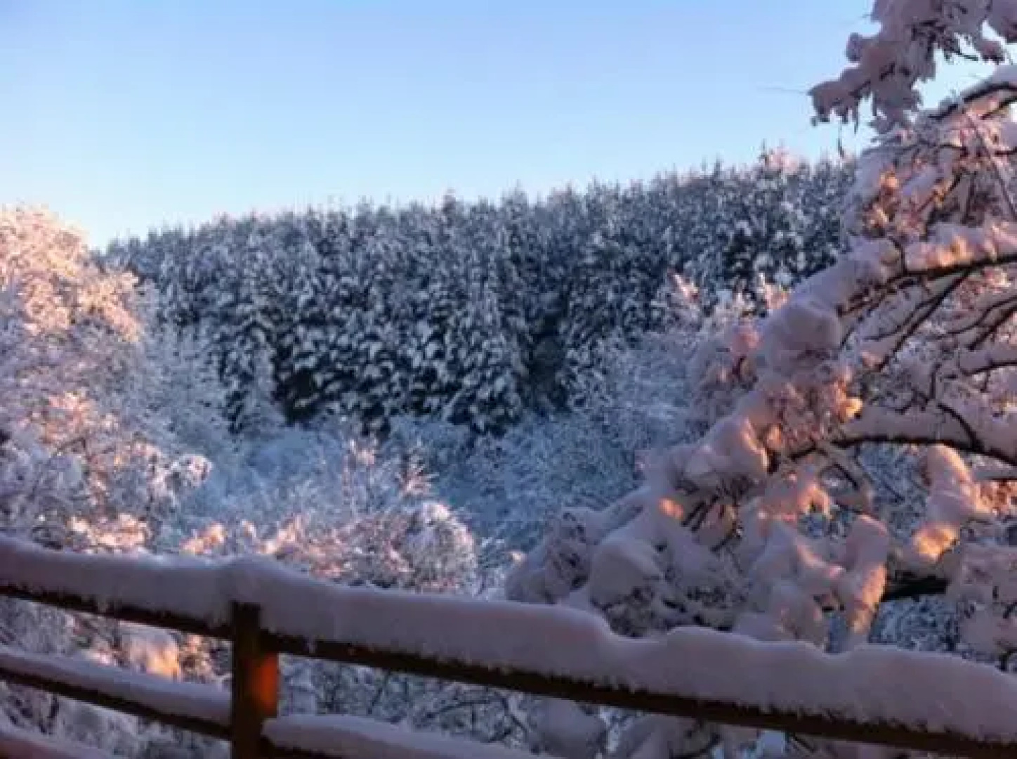 The Green Pine Chalet