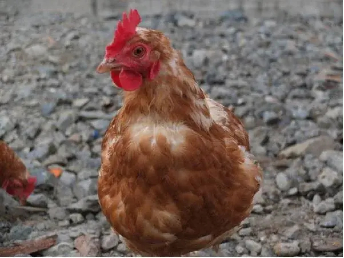 Prancing Horse Retreat