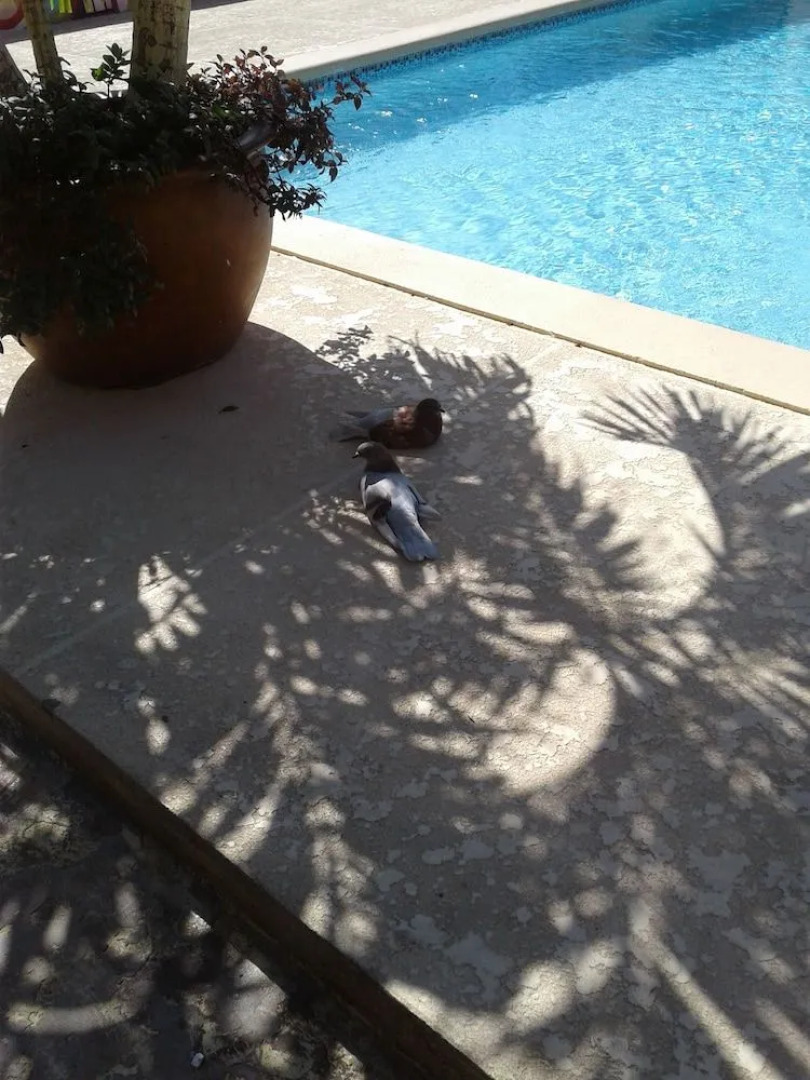 Clock Tower Guest House