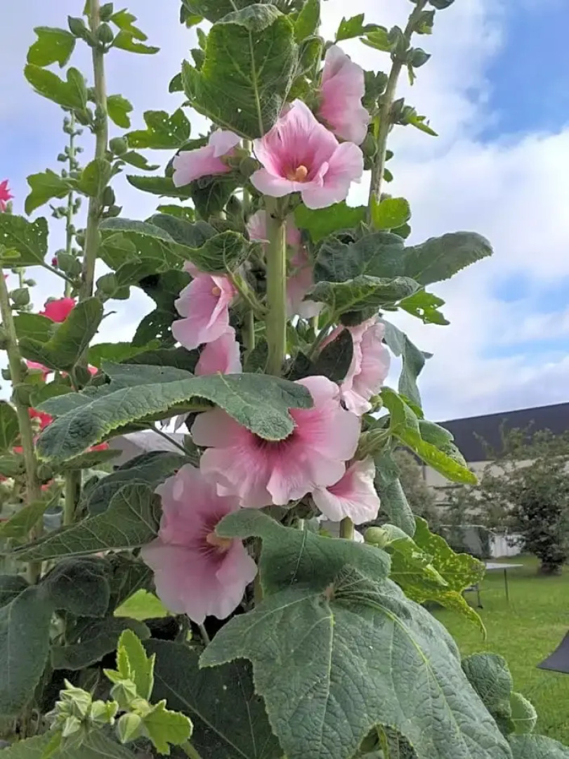 6bis Rue de la Boussaquiere St Broladre (Adults Only)