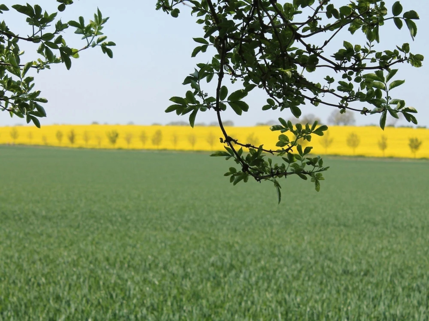 Wohnung in Dargun mit Pool und Streichelzoo