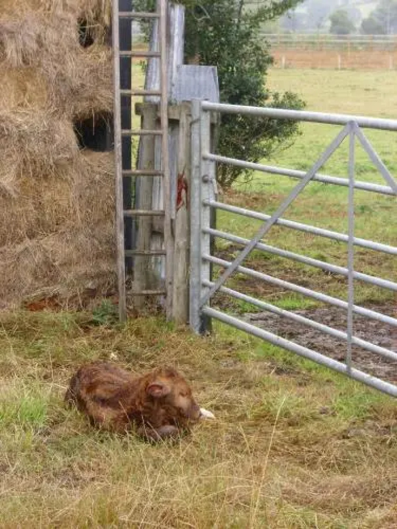 The Golden Lion Hotel