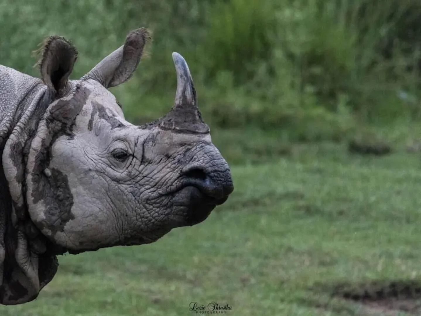 Safari Wildlife Lodge & Camp