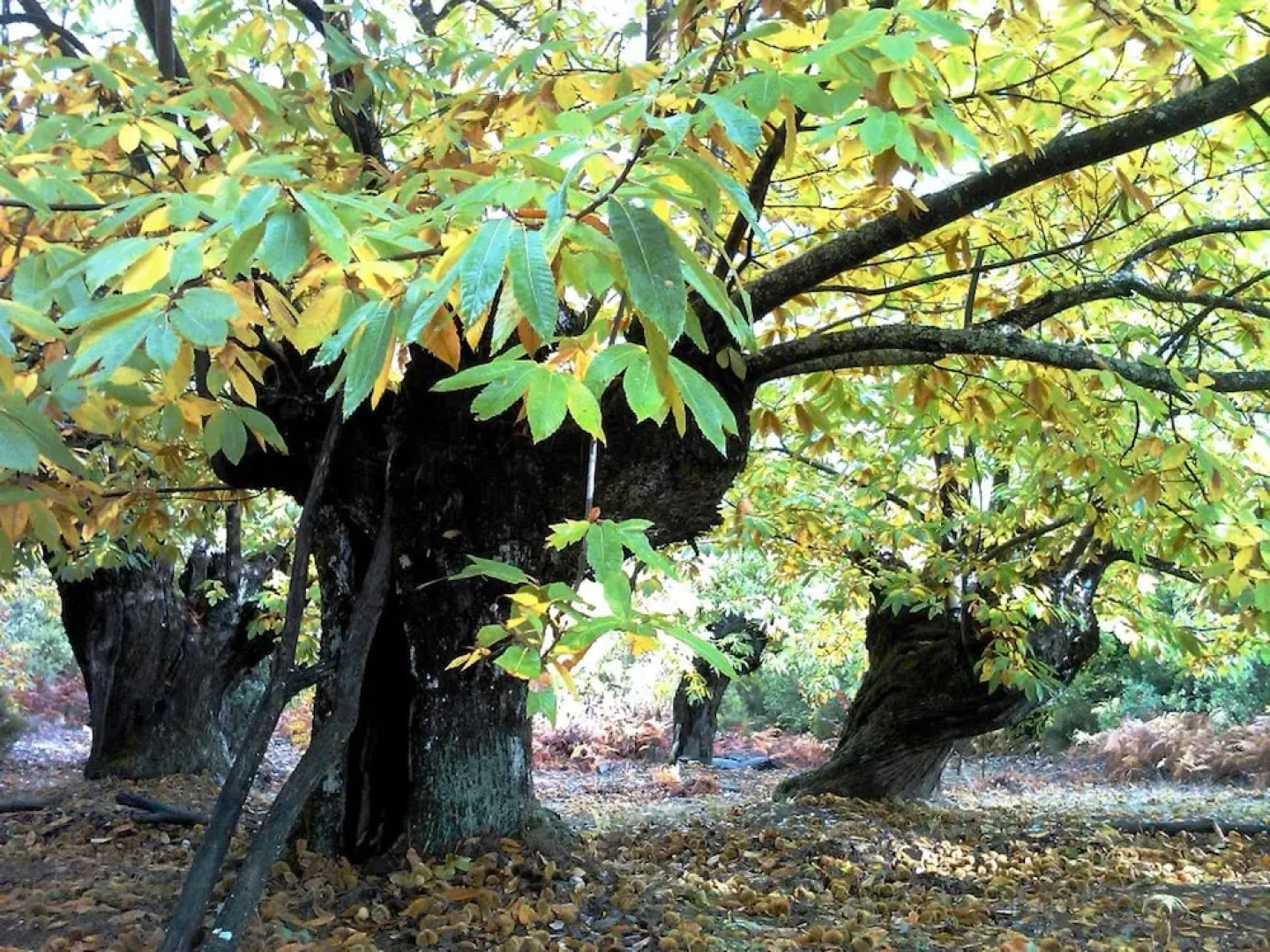 Rural Médulas