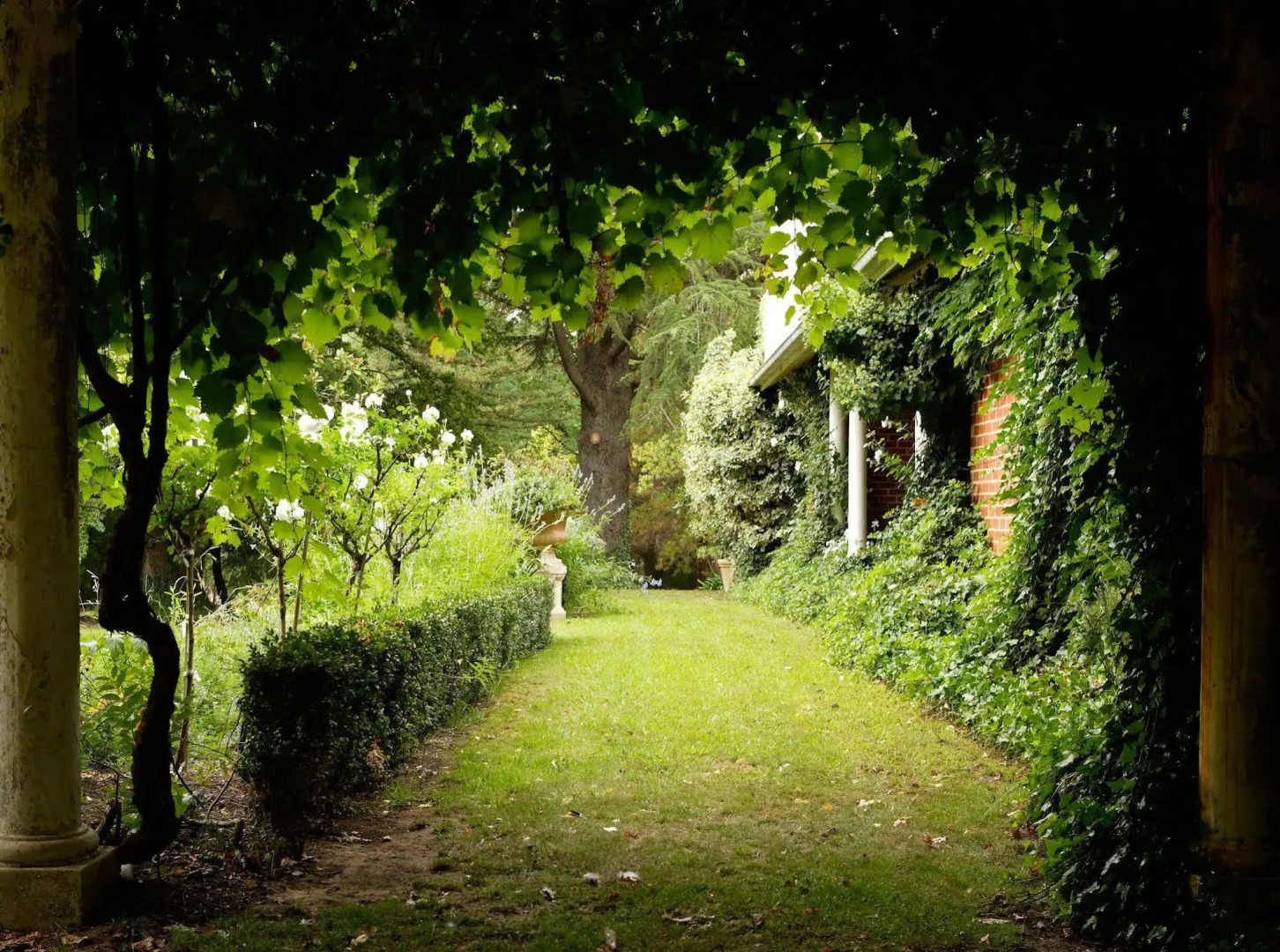 Mayfield Vineyard