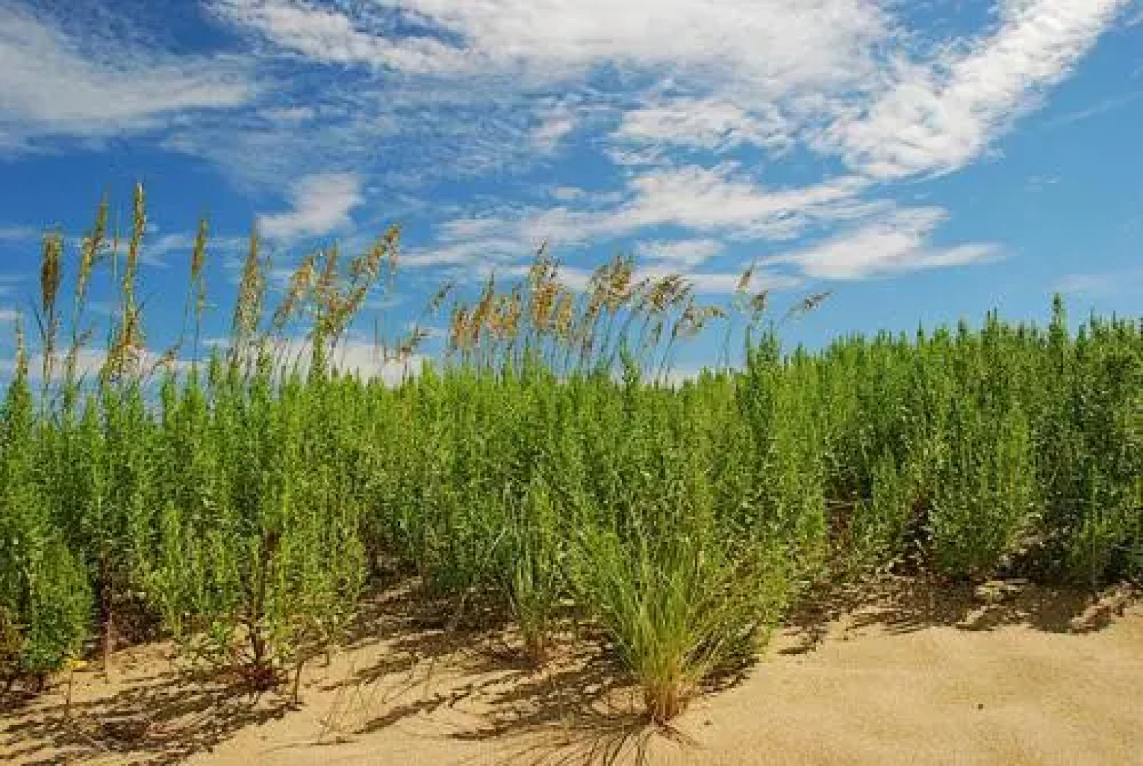 Admirals View III Oceanfront