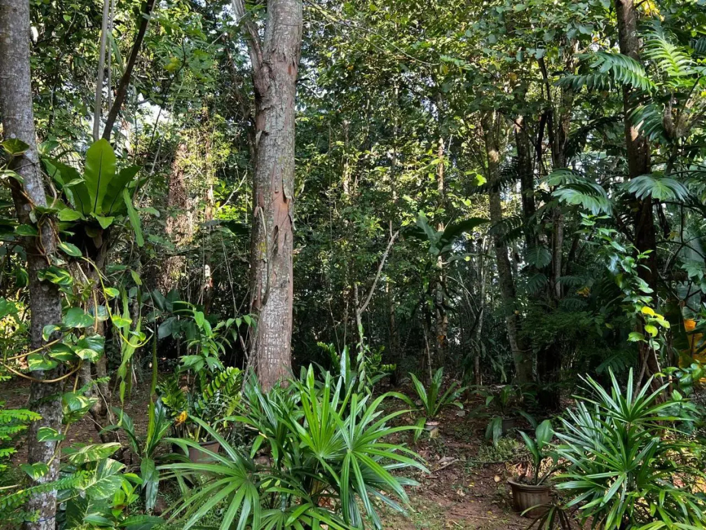 Walawa Blue Sapphire