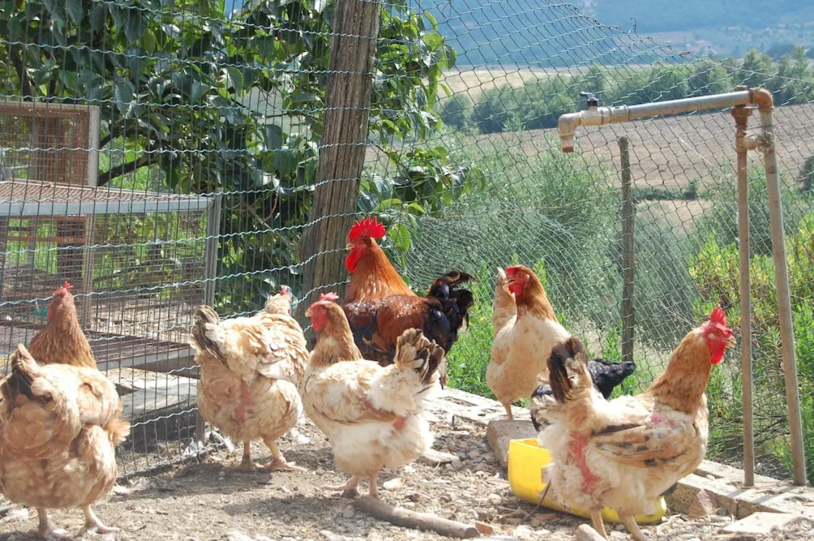 Agriturismo Montepozzalino