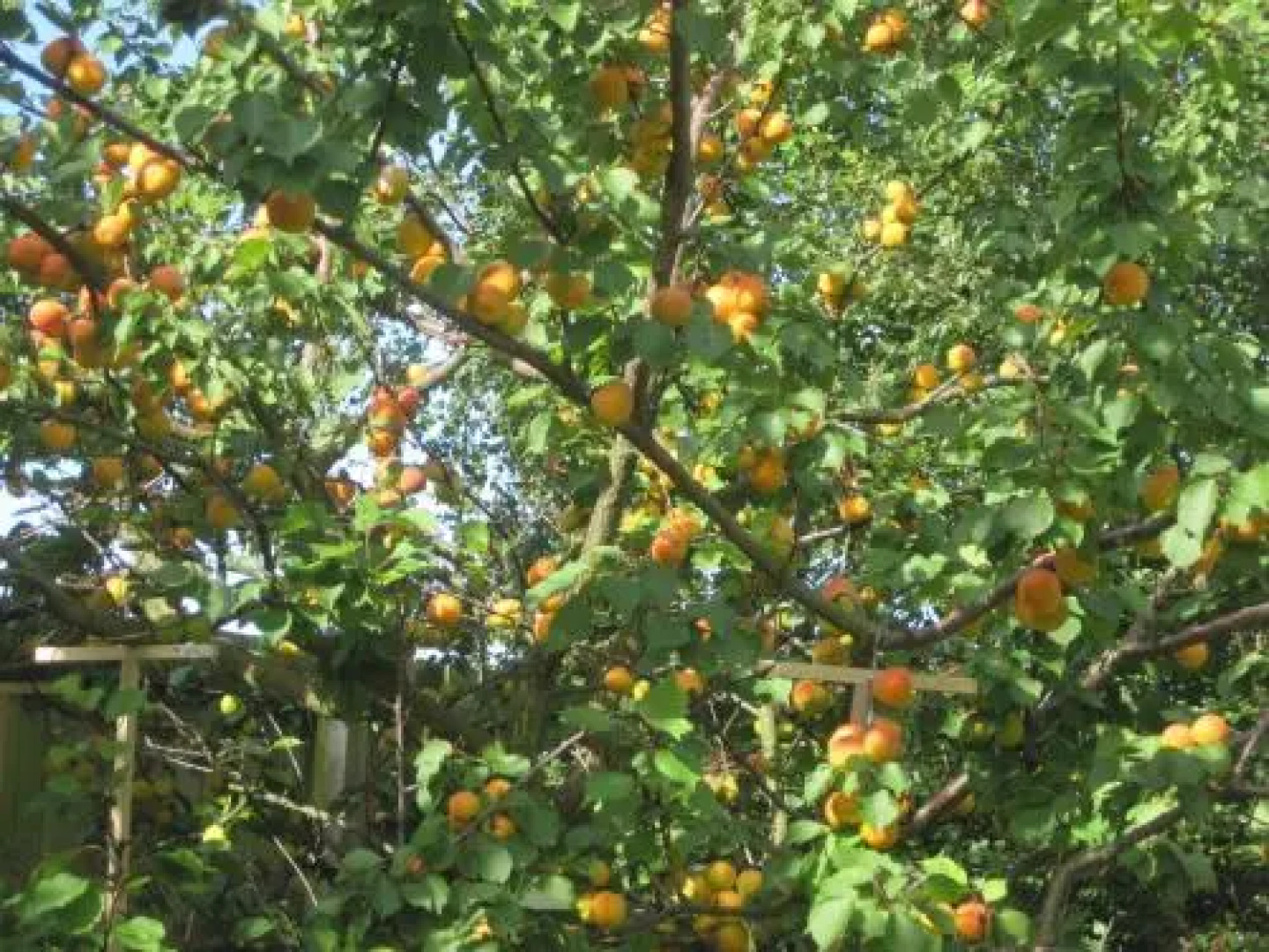 Canterbury House Christchurch