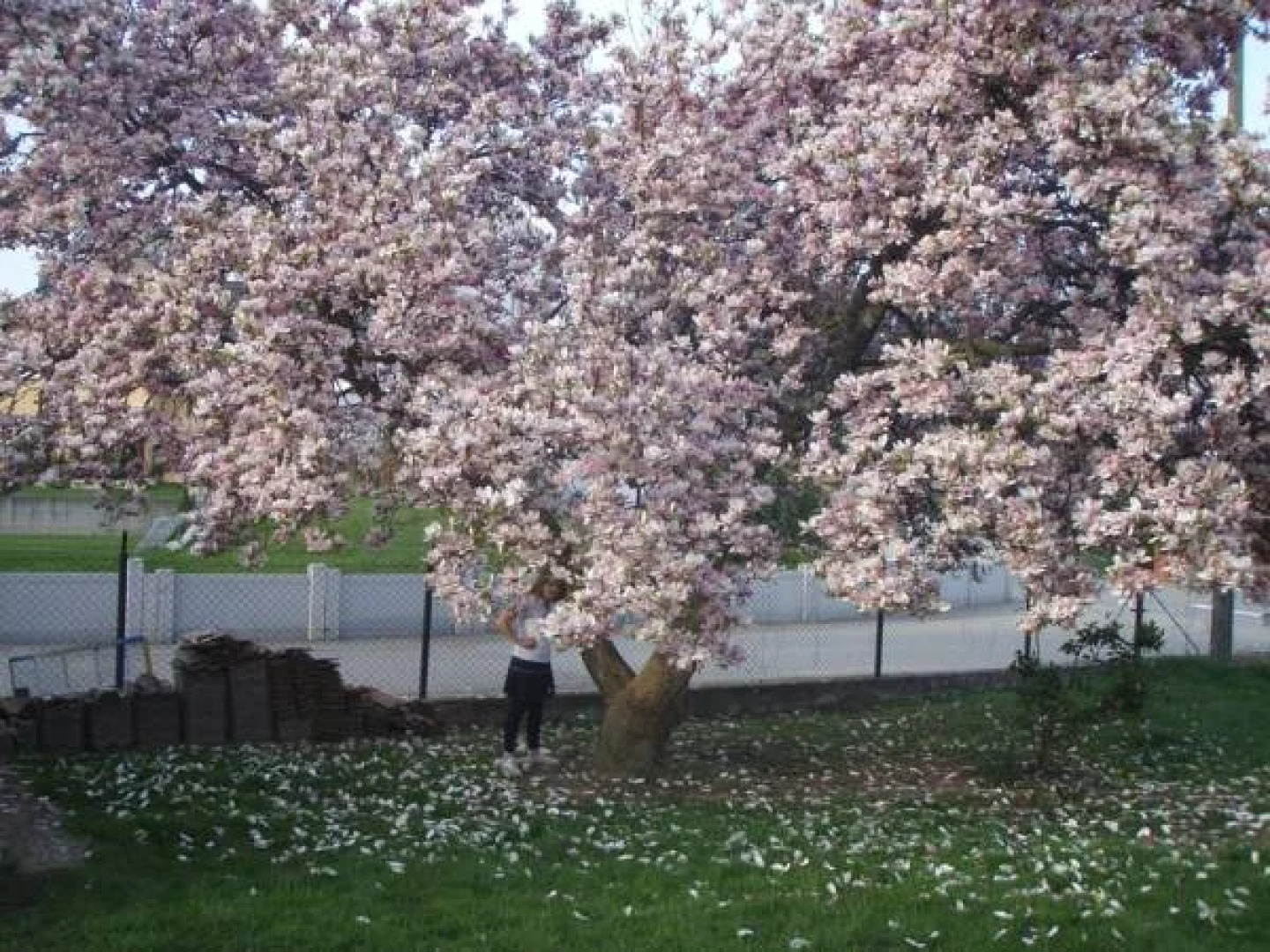 Hôtel Au Vieux Tilleul