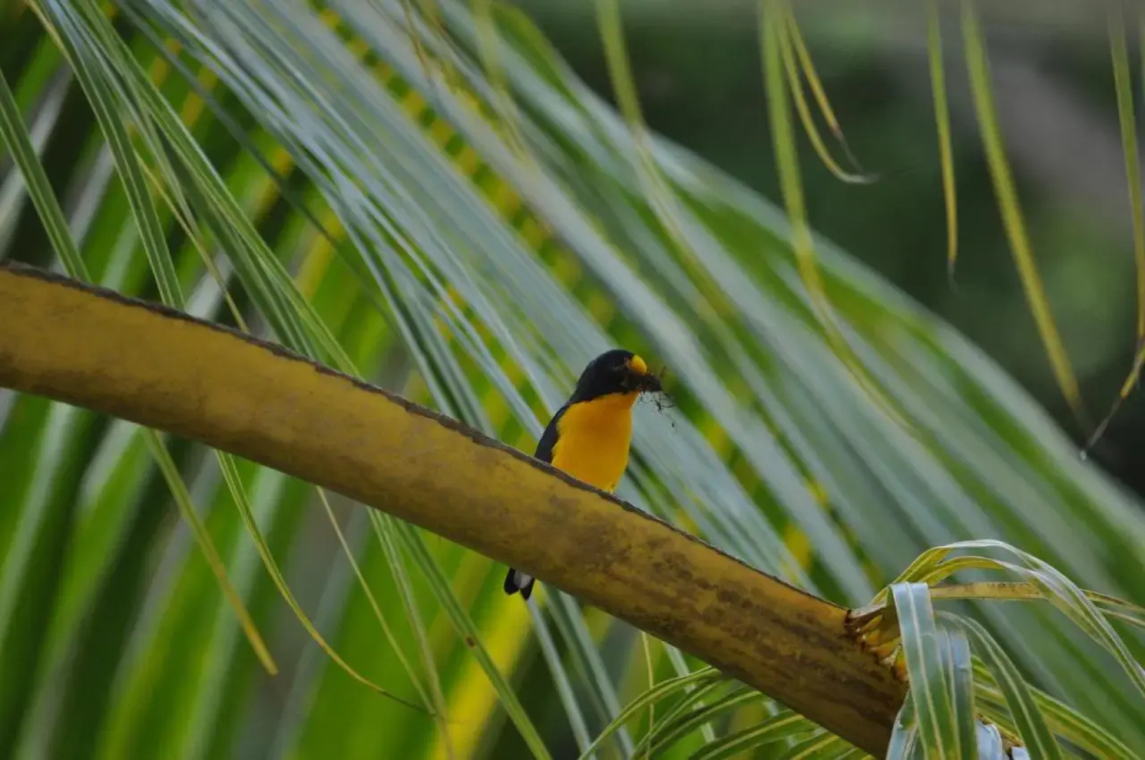 The Leatherback Lodge