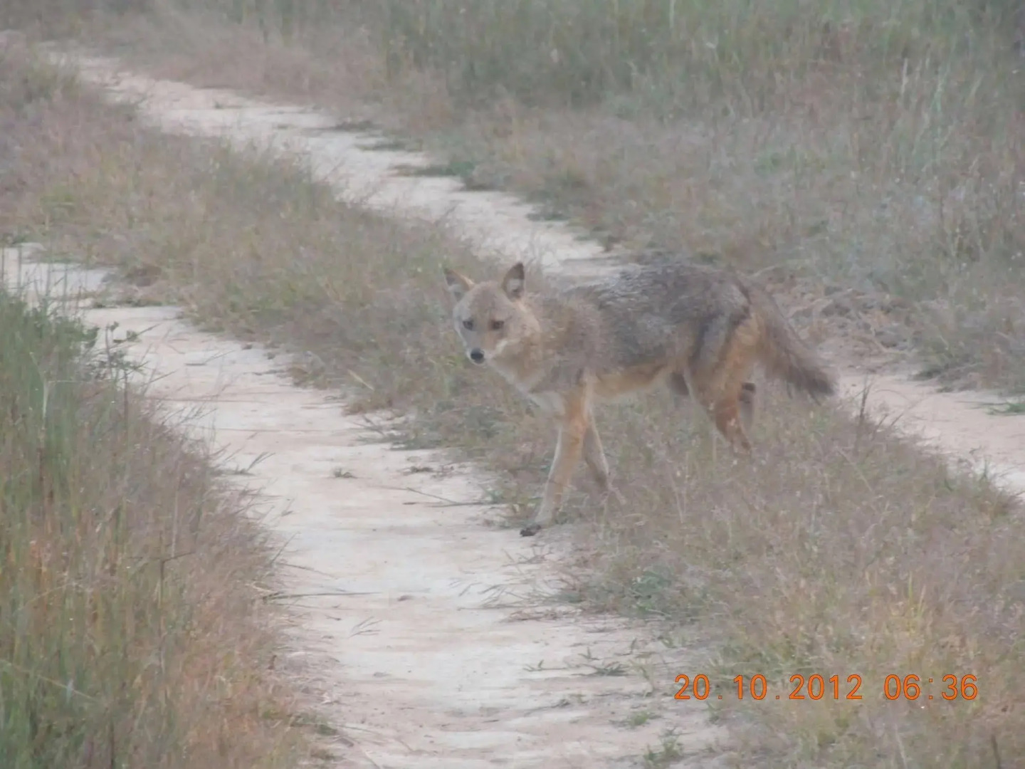 Windsor Tiger Resort