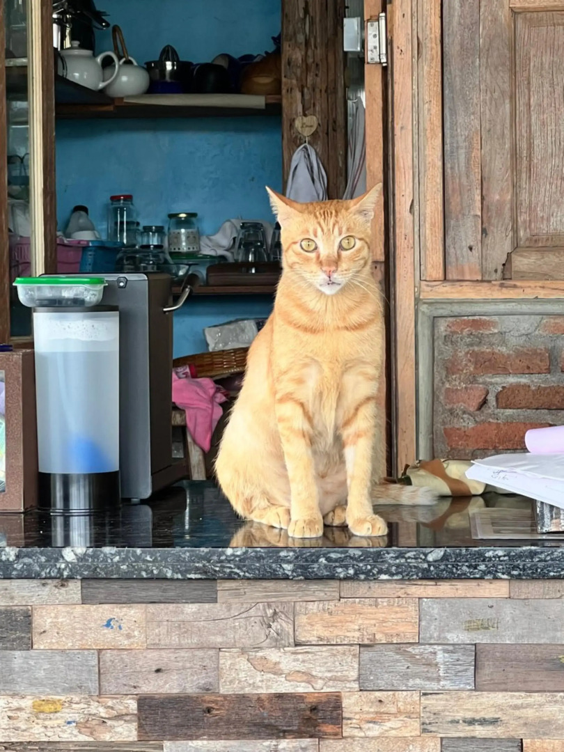 PINOKKIO B&B Restaurant