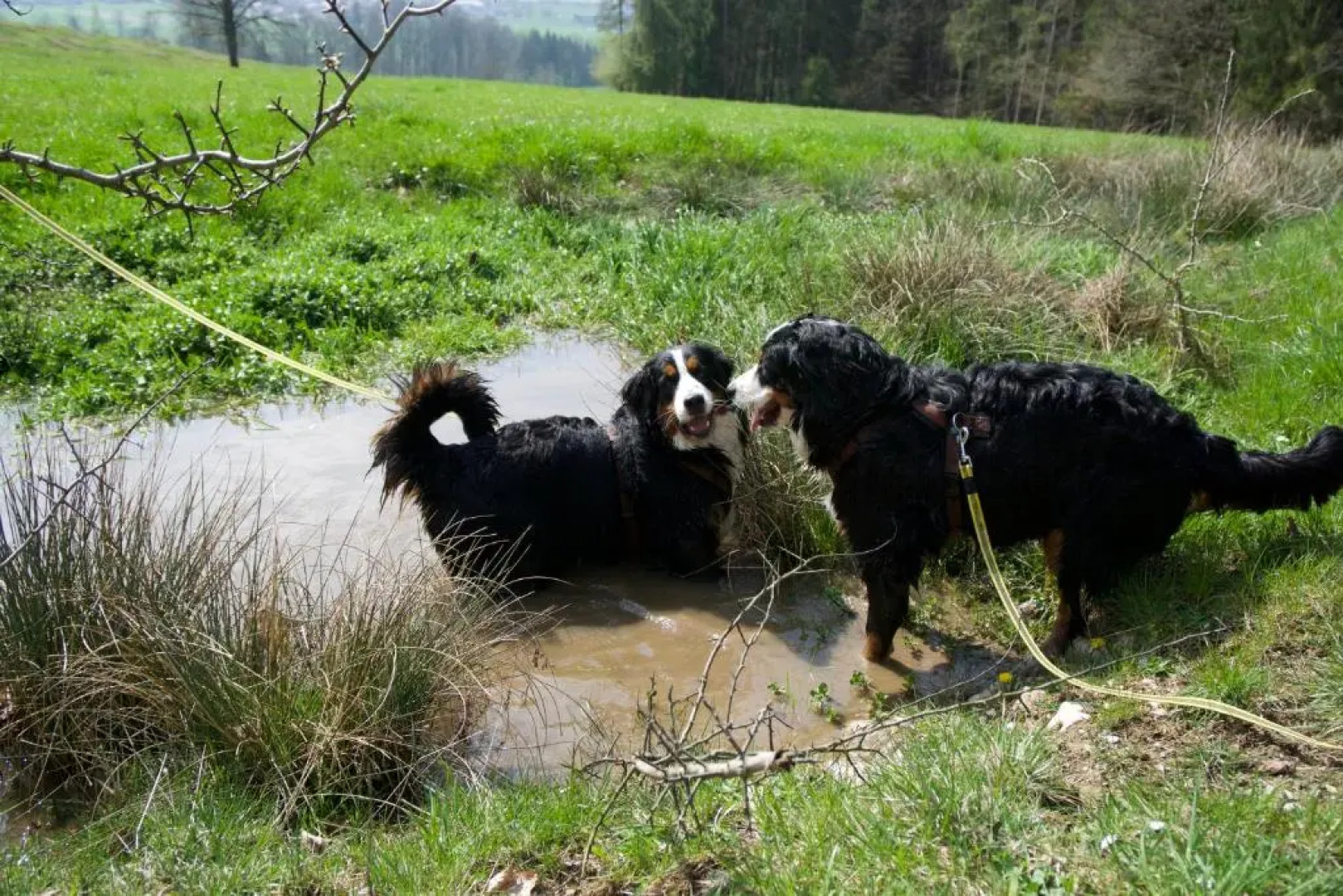 Mirabellenhof - Kleine Ferienwohnung mit Altstadtblick
