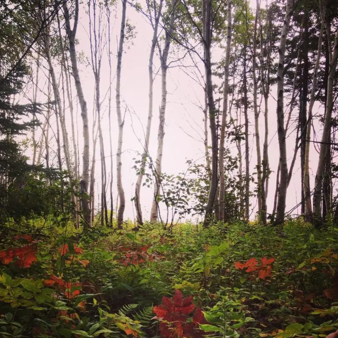 Breton Cove Farmhouse