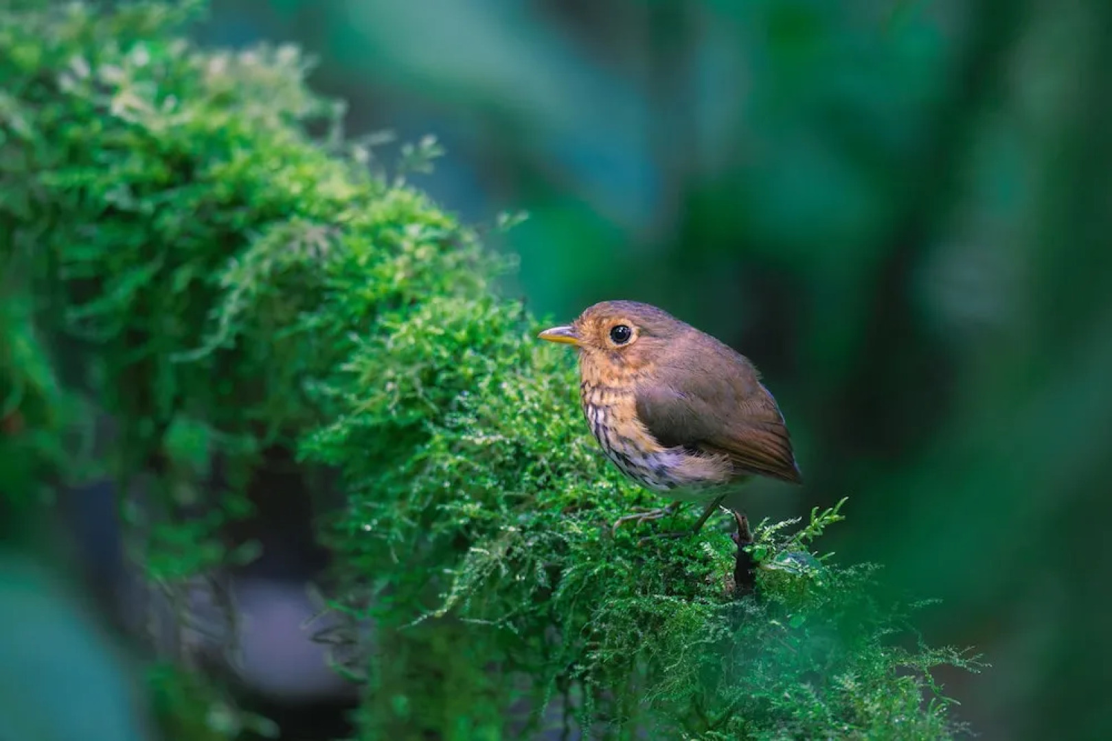 Refugio Paz de las Aves
