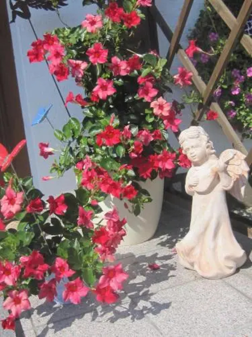 Appartementhaus Wieserhof