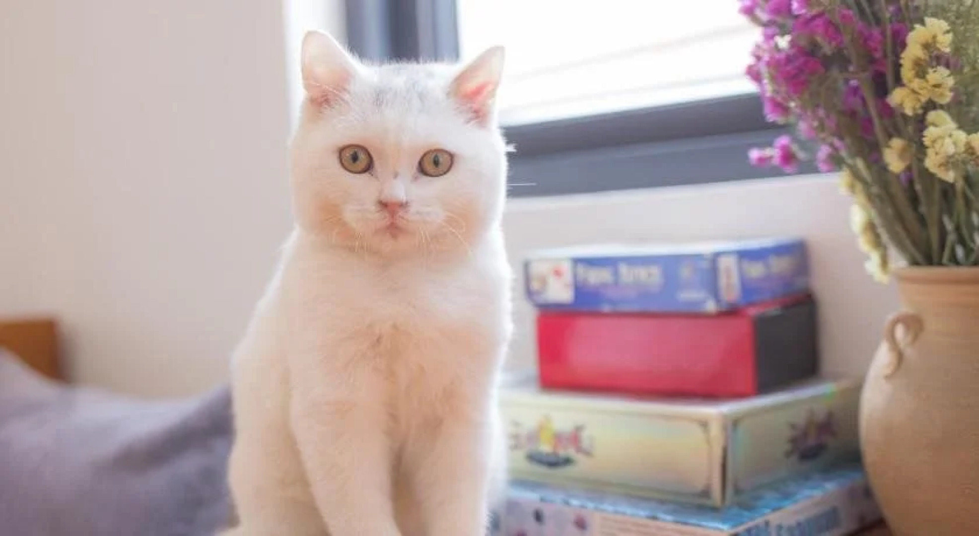 The Dragonfly Guesthouse