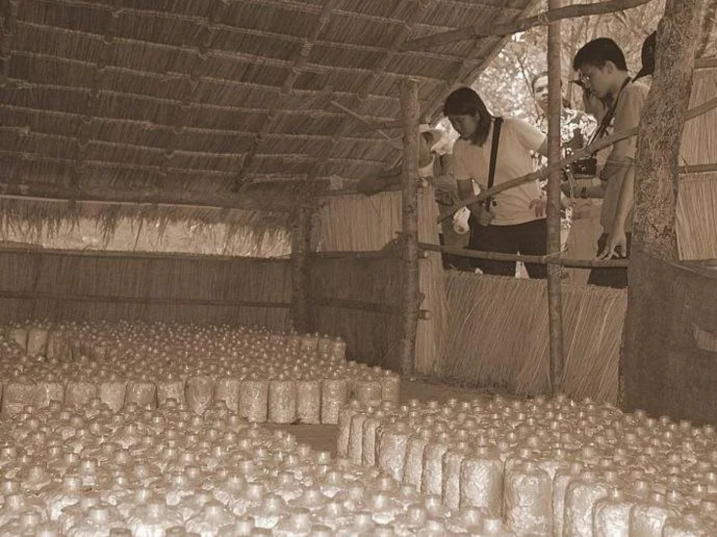 Chachanat Woodland Resort