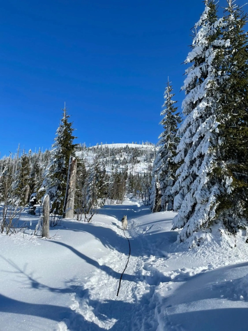 Wildkräuter Hexenhaus