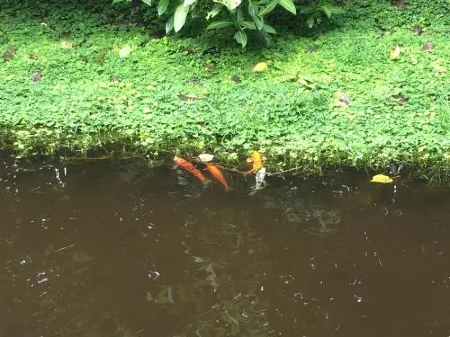 El Abrazo del Arbol - Farm Eco Lodge