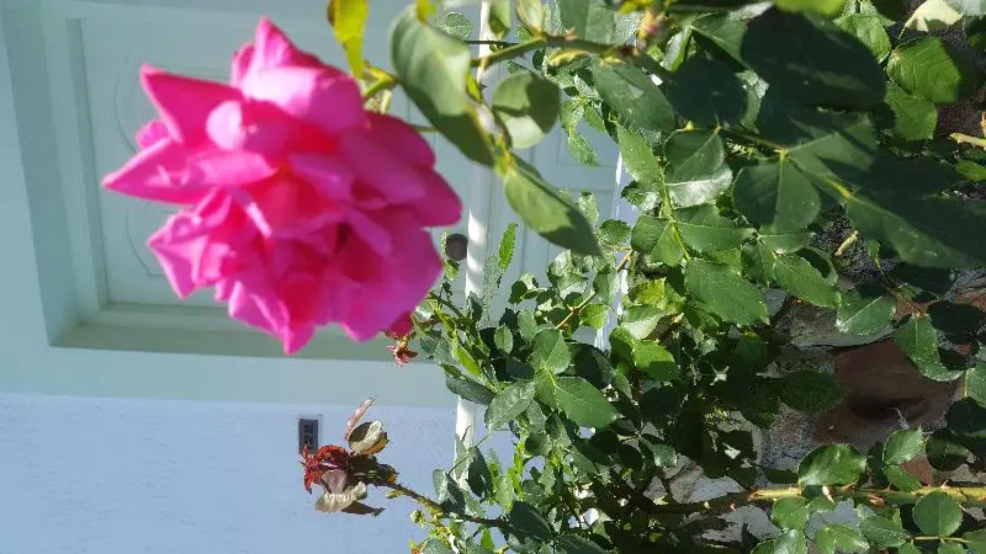 Semiramis Apartments