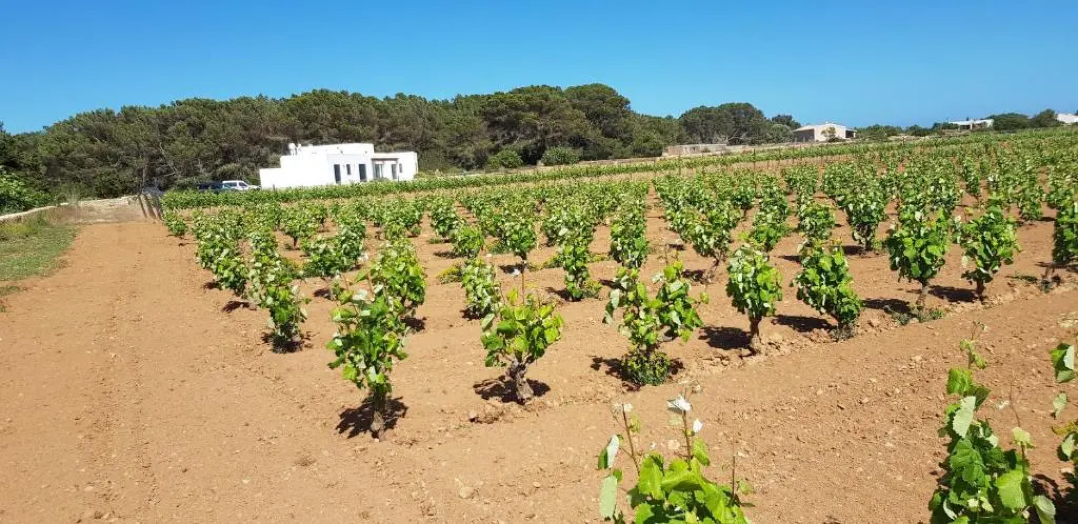 Ses Viñas De Cas Baixero