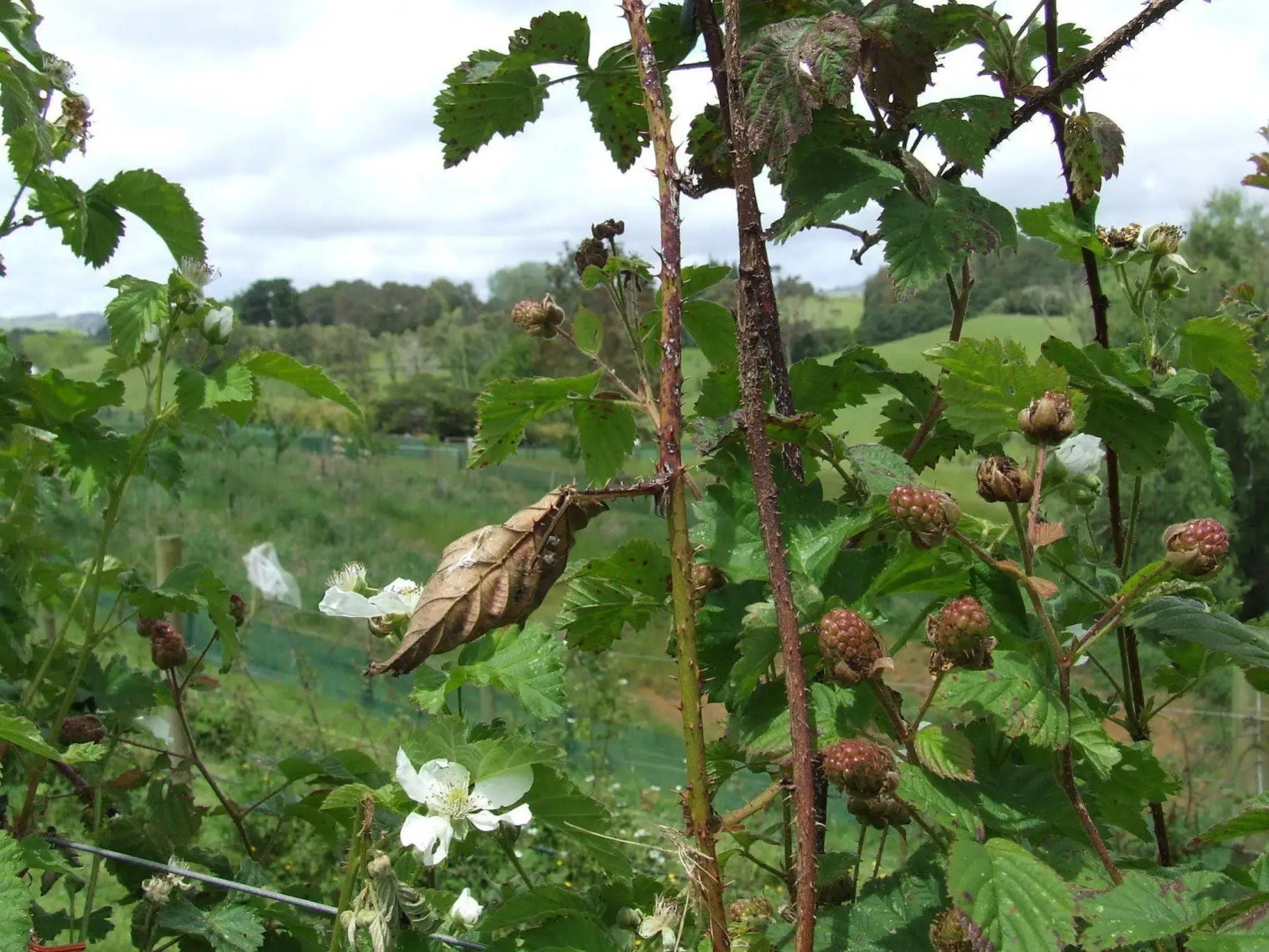 Runciman Berries and Emus B&B